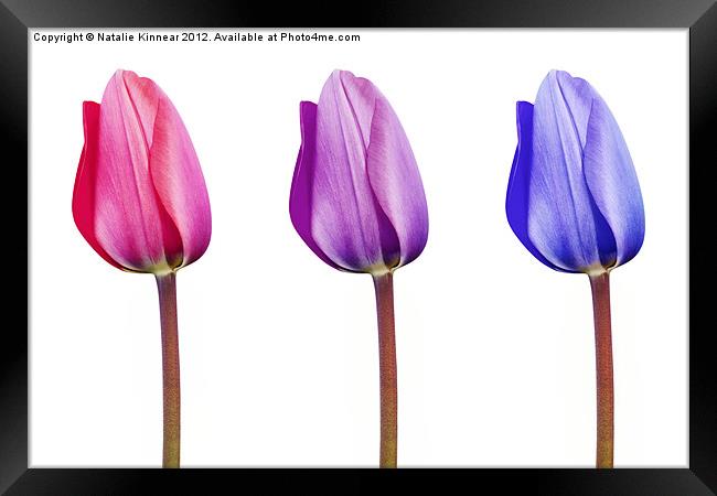 Pink Lilac Purple Tulips in a Row Framed Print by Natalie Kinnear