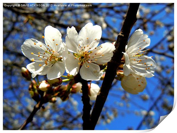 SIGNS OF SPRING Print by David Atkinson