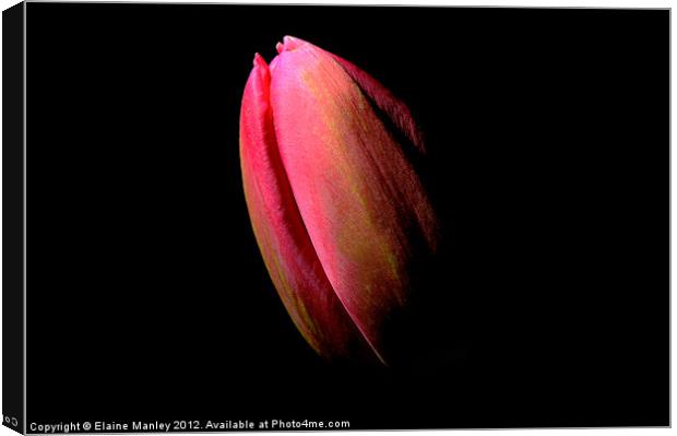  Flower  Tulip in the Dark Canvas Print by Elaine Manley