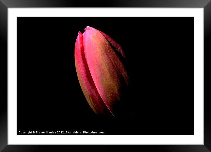  Flower  Tulip in the Dark Framed Mounted Print by Elaine Manley