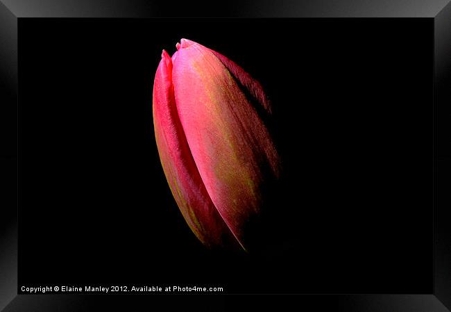  Flower  Tulip in the Dark Framed Print by Elaine Manley