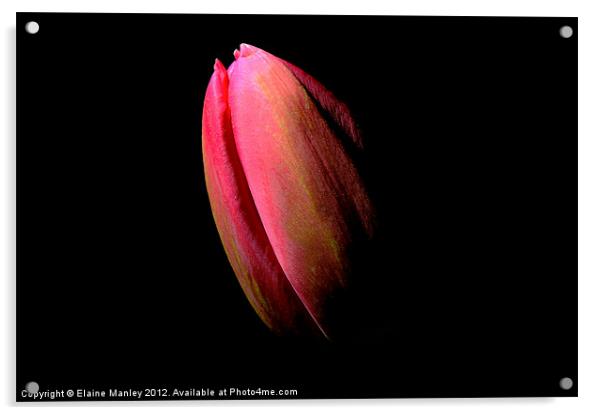  Flower  Tulip in the Dark Acrylic by Elaine Manley