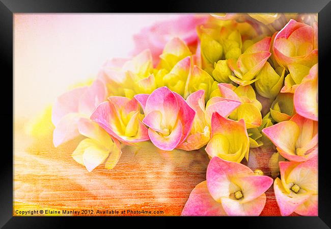 Hydrangea Flower  in Bloom Framed Print by Elaine Manley
