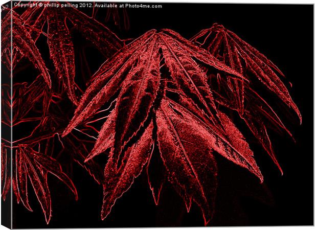 Maple Canvas Print by camera man