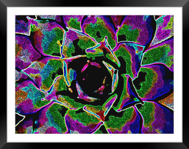 Rainbow Bloom Framed Mounted Print by Barbara Schafer