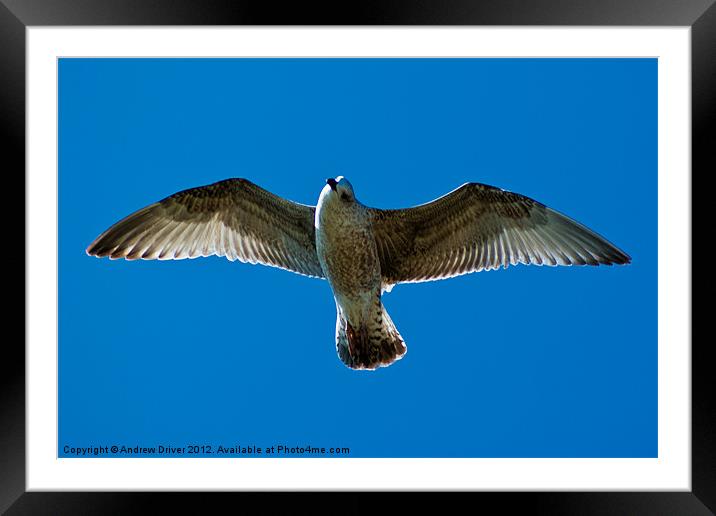 Flight Framed Mounted Print by Andrew Driver