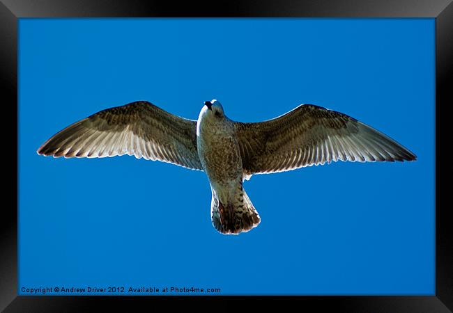 Flight Framed Print by Andrew Driver