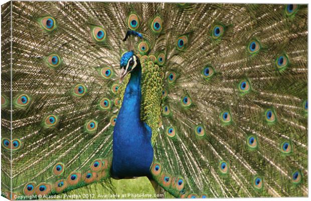 Peacock Canvas Print by Alasdair Preston
