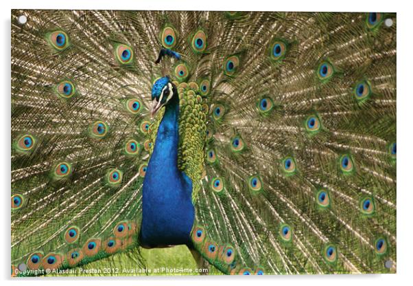 Peacock Acrylic by Alasdair Preston