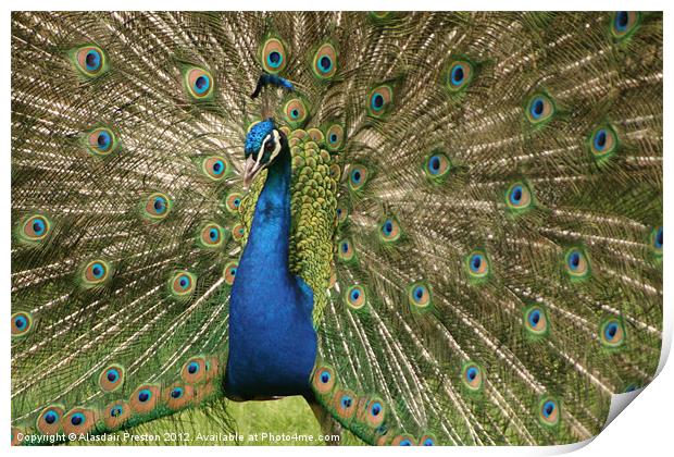 Peacock Print by Alasdair Preston