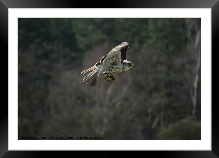Falcon In Flight Framed Mounted Print by Julian  Cook