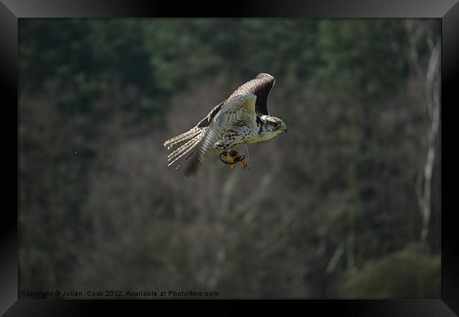 Falcon In Flight Framed Print by Julian  Cook