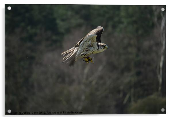 Falcon In Flight Acrylic by Julian  Cook