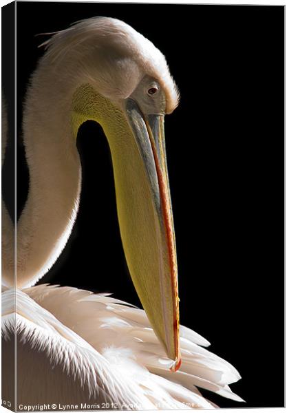 Pelican Portrait Canvas Print by Lynne Morris (Lswpp)