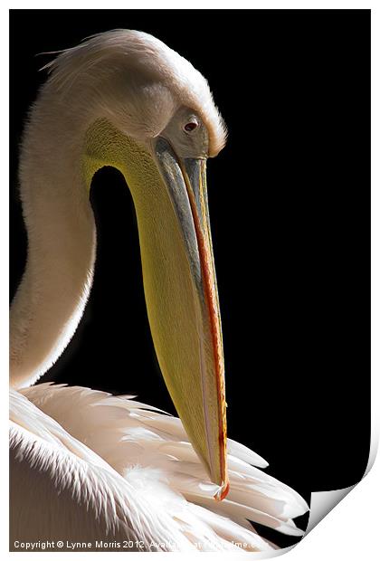 Pelican Portrait Print by Lynne Morris (Lswpp)