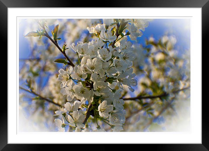 Spring Blossom Framed Mounted Print by John Ellis