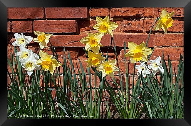 Spring delight Framed Print by Howard Corlett