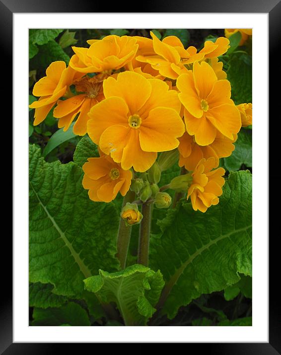 Golden Delight! Framed Mounted Print by Eleanor McCabe