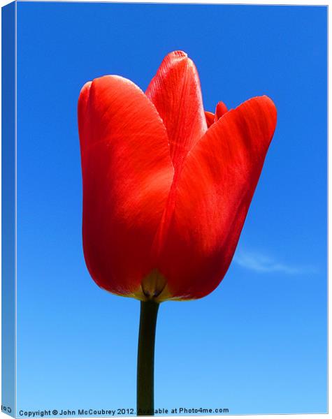 Bright Red Tulip Canvas Print by John McCoubrey