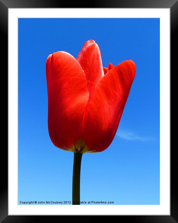 Bright Red Tulip Framed Mounted Print by John McCoubrey