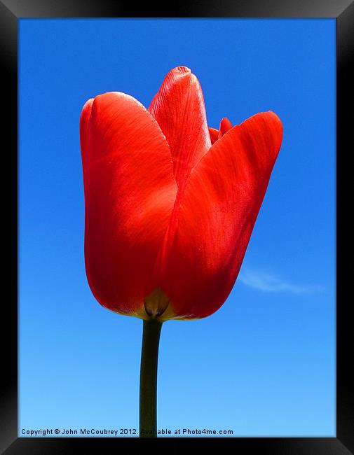 Bright Red Tulip Framed Print by John McCoubrey
