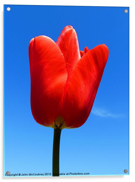 Bright Red Tulip Acrylic by John McCoubrey