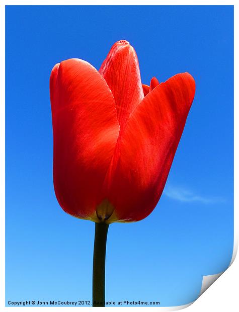 Bright Red Tulip Print by John McCoubrey