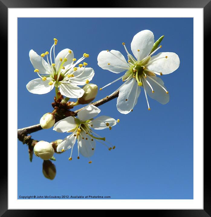 White Spring Blossom Framed Mounted Print by John McCoubrey