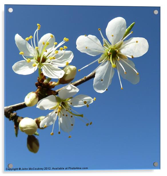 White Spring Blossom Acrylic by John McCoubrey
