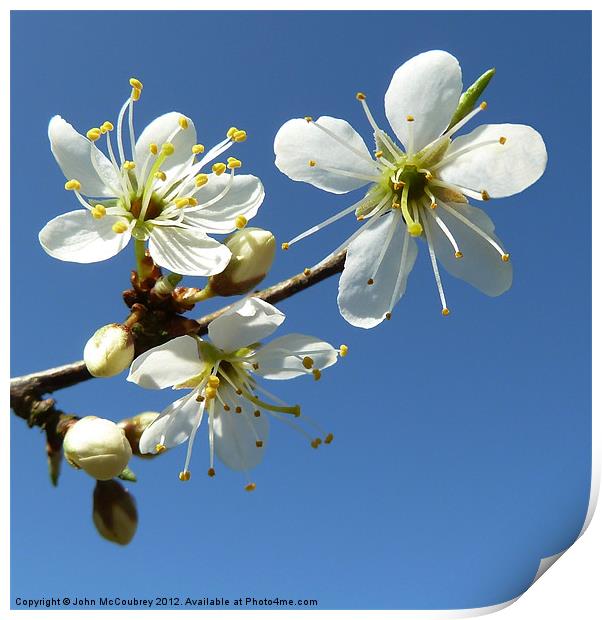White Spring Blossom Print by John McCoubrey