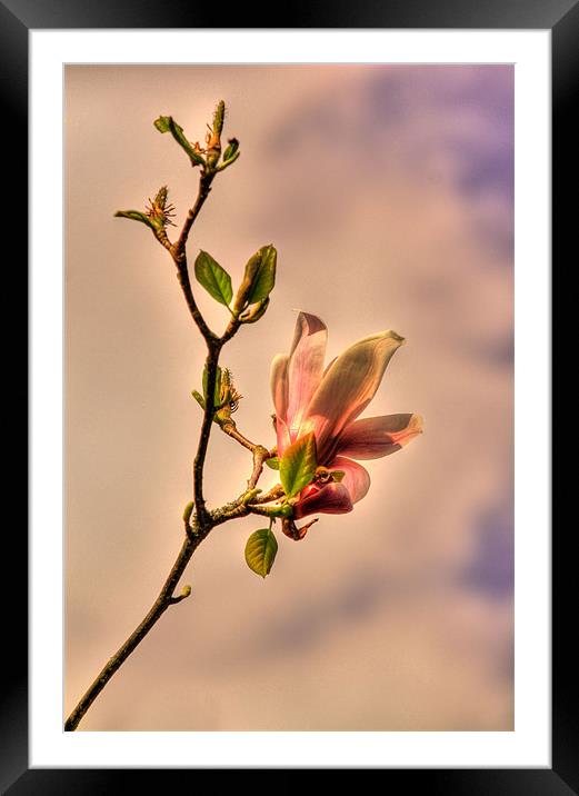 Magnolia Pink Framed Mounted Print by Sara Messenger