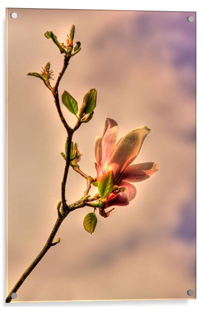 Magnolia Pink Acrylic by Sara Messenger