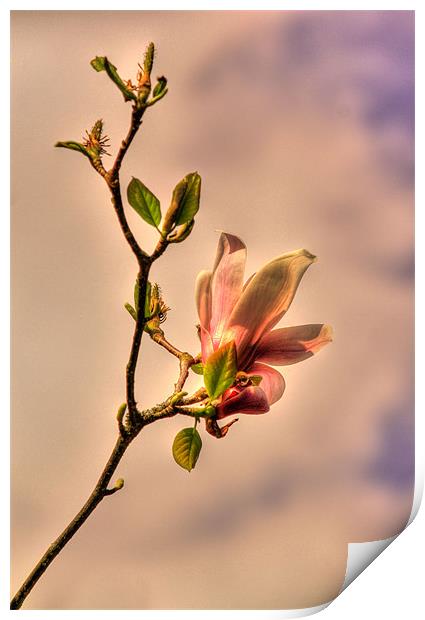 Magnolia Pink Print by Sara Messenger