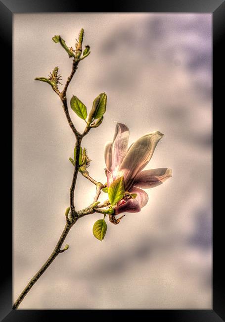 Pastel magnolia Framed Print by Sara Messenger