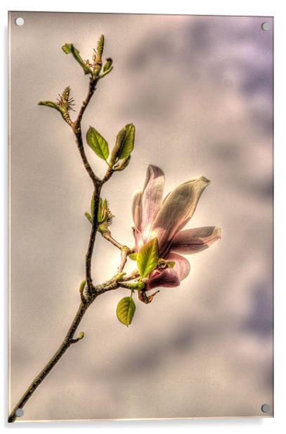 Pastel magnolia Acrylic by Sara Messenger