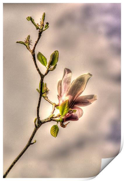 Pastel magnolia Print by Sara Messenger