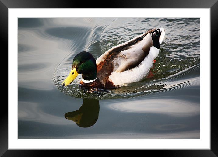 Going quackers! Framed Mounted Print by Sara Messenger
