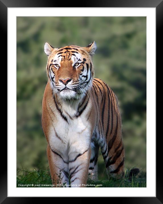 Amur Tiger, Framed Mounted Print by Paul Messenger