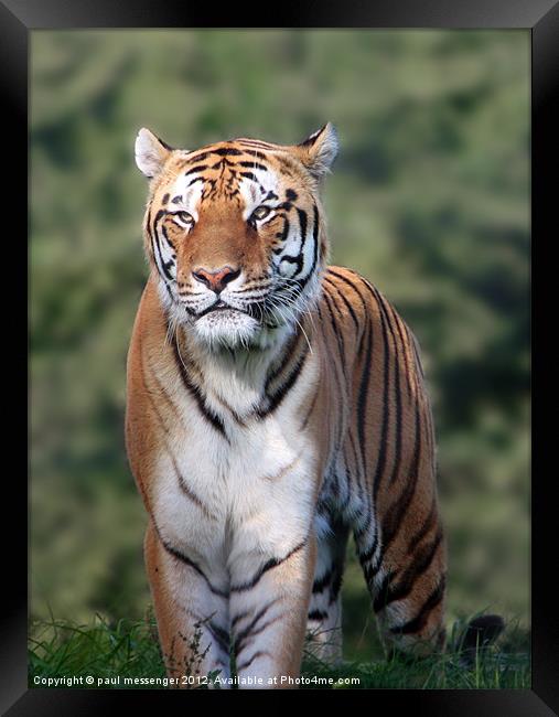 Amur Tiger, Framed Print by Paul Messenger