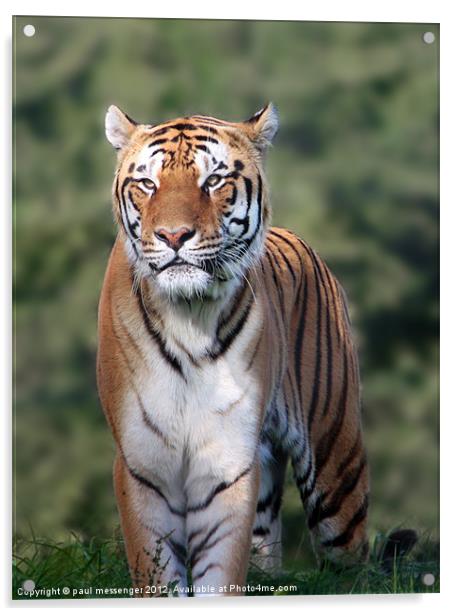 Amur Tiger, Acrylic by Paul Messenger