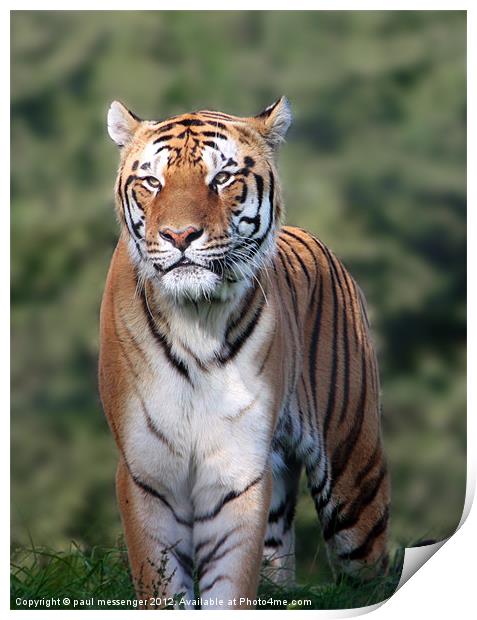 Amur Tiger, Print by Paul Messenger