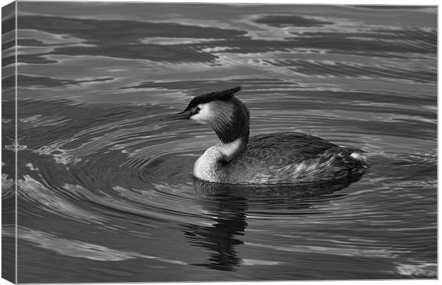 Great Crested Grebe Black & White Canvas Print by Dean Messenger