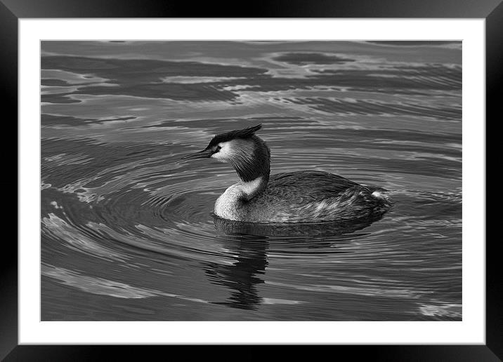 Great Crested Grebe Black & White Framed Mounted Print by Dean Messenger