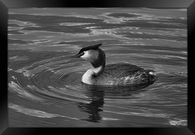 Great Crested Grebe Black & White Framed Print by Dean Messenger