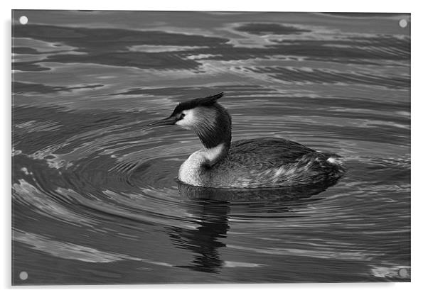 Great Crested Grebe Black & White Acrylic by Dean Messenger