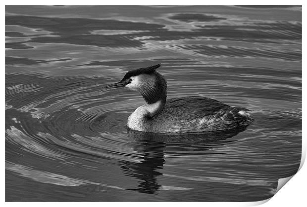 Great Crested Grebe Black & White Print by Dean Messenger