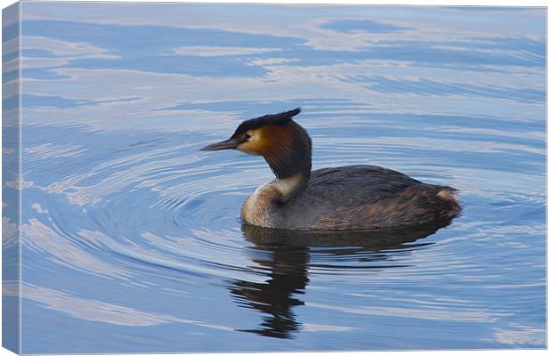 Great Crested Grebe Canvas Print by Dean Messenger