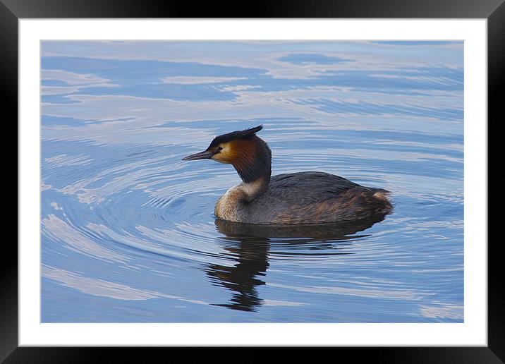 Great Crested Grebe Framed Mounted Print by Dean Messenger