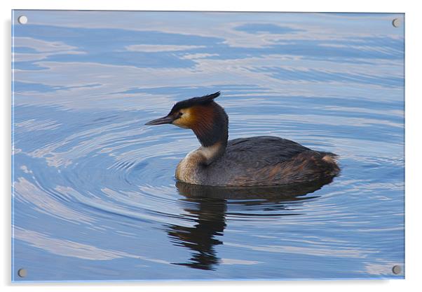 Great Crested Grebe Acrylic by Dean Messenger