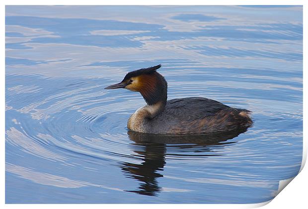 Great Crested Grebe Print by Dean Messenger